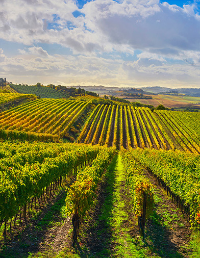 IL PROFUMO DEL VIAGGIO. UN VIAGGIO DI PROFUMI.